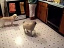 Pug Imitates a Blender
