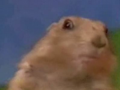 One Very Dramatic Chipmunk