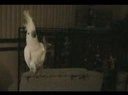 Backstreet Boys' #1 Fan: Snowball the Dancing Cockatoo